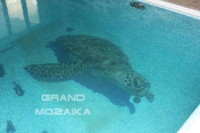 Мозаичное панно «Черепаха C» без тени