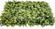 Трава искусственная, Самшит Зелёно-Жёлтый