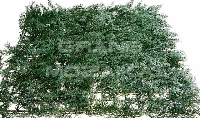 Трава искусственная, Можжевельник Зелёный