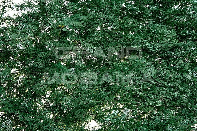 Трава искусственная, Можжевельник Зелёный