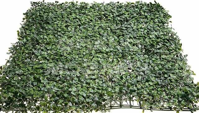 Трава искусственная, Самшит Зелёный