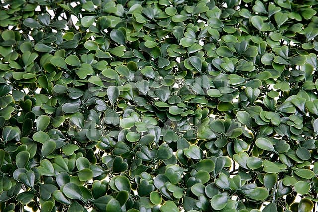 Трава искусственная, Самшит Зелёный