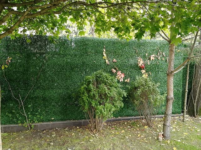 Трава искусственная, Самшит Зелёный