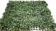 Трава искусственная, Самшит Зелёный