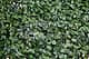 Трава искусственная, Самшит Зелёный