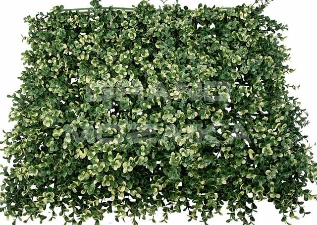 Трава искусственная, Самшит Бело-Зелёный