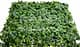 Трава искусственная, Плющ Зелёный