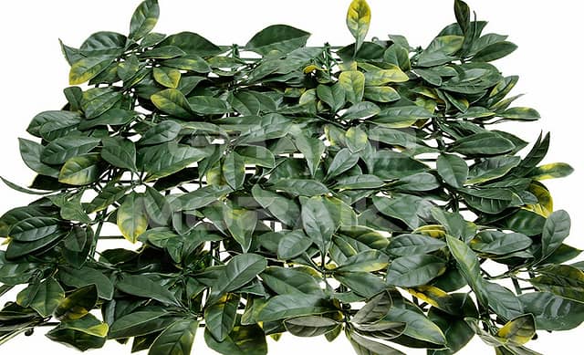 Трава искусственная, Лист магнолии Зелёно-Жёлтый