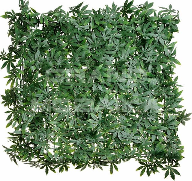 Трава искусственная, Клён Зелёный