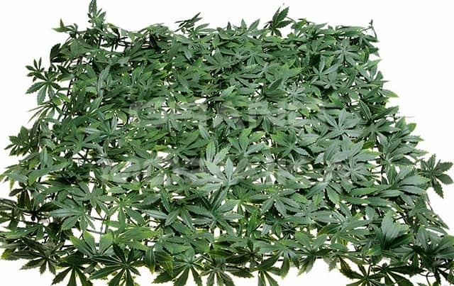 Трава искусственная, Клён Зелёный