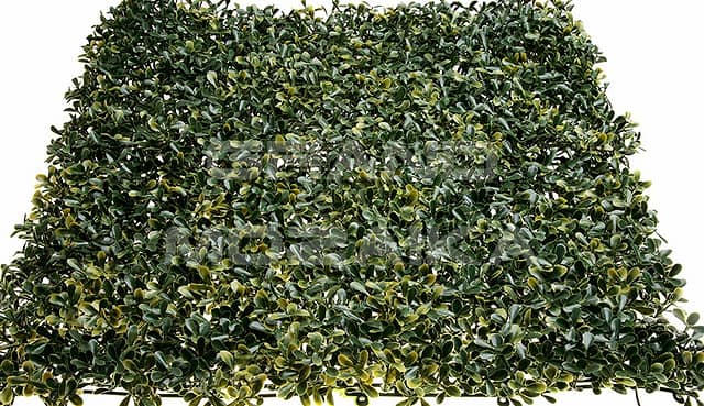 Трава искусственная, Самшит Жёлто-Зелёный