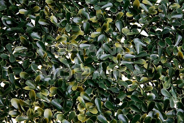 Трава искусственная, Самшит Жёлто-Зелёный