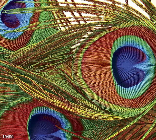 Панно из фотомозаики Хвост павлина