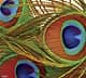 Панно из фотомозаики Хвост павлина